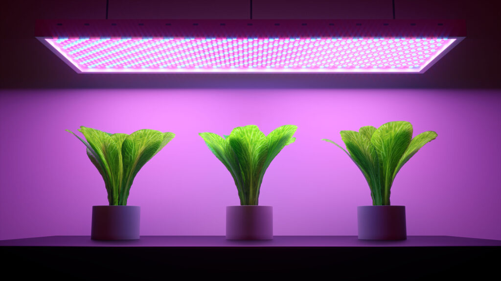 groeien planten sneller in het donker