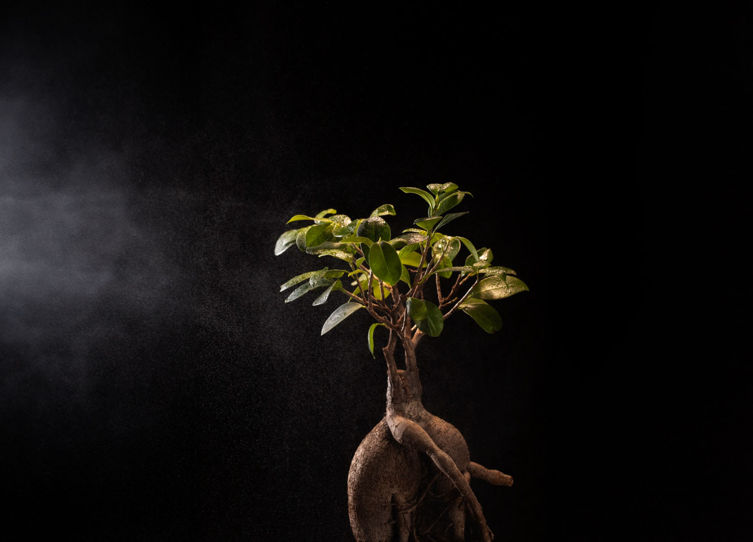 Waarom groeien planten sneller in het donker